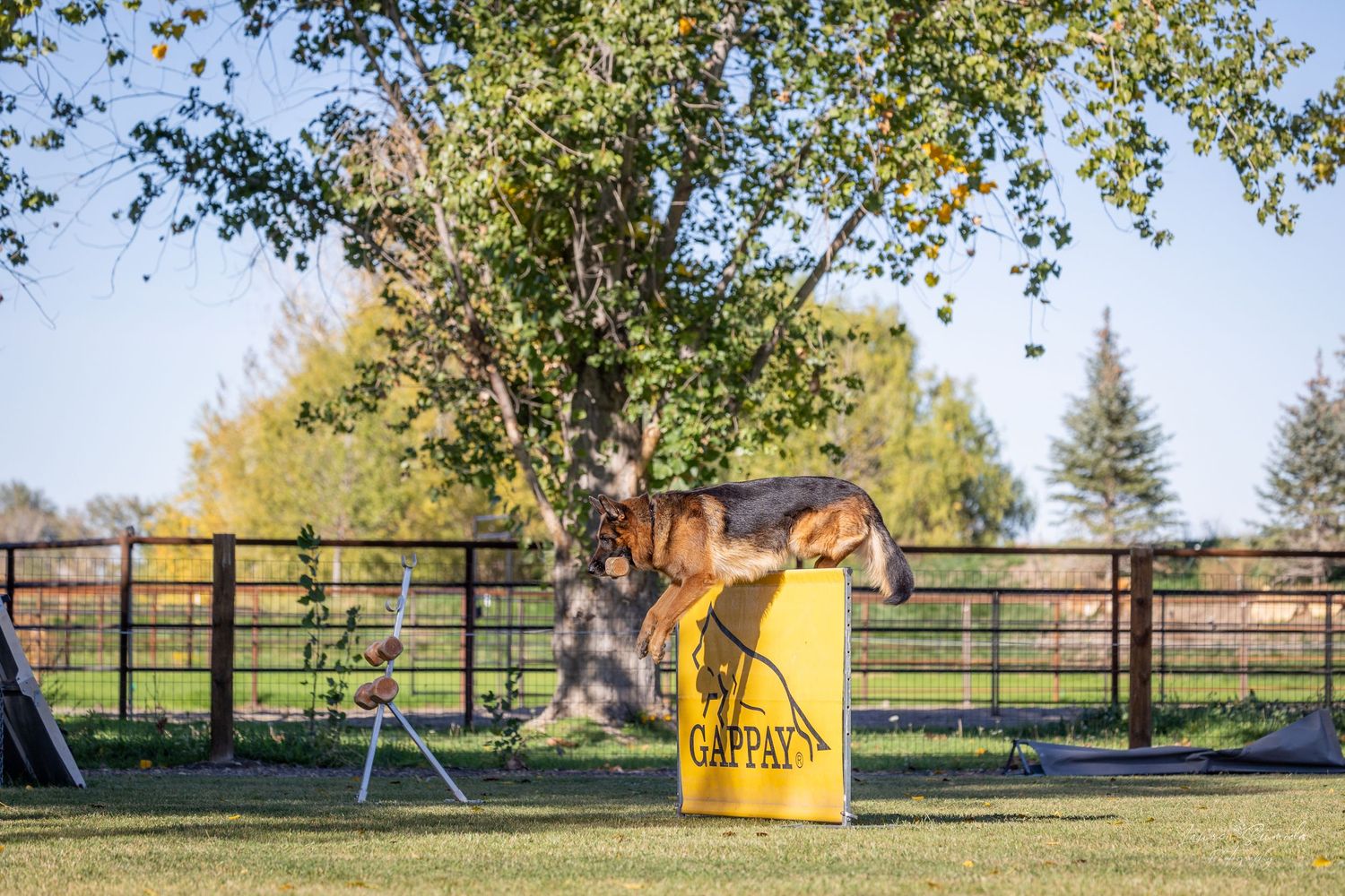 Dog training session in a grassy field with agility equipment and fencing visible in the background.