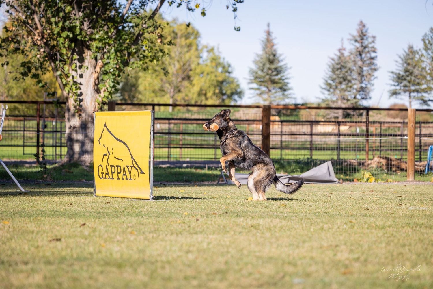 Agility training course setup with yellow barriers and fencing in a sunny field.