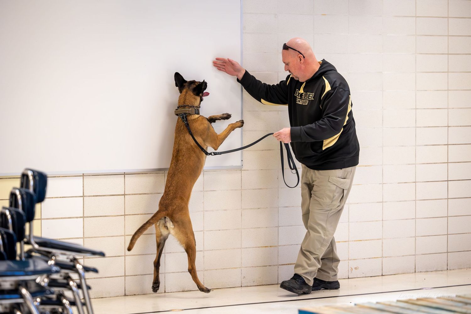 Training session shows dog performing vertical search exercises on wall.