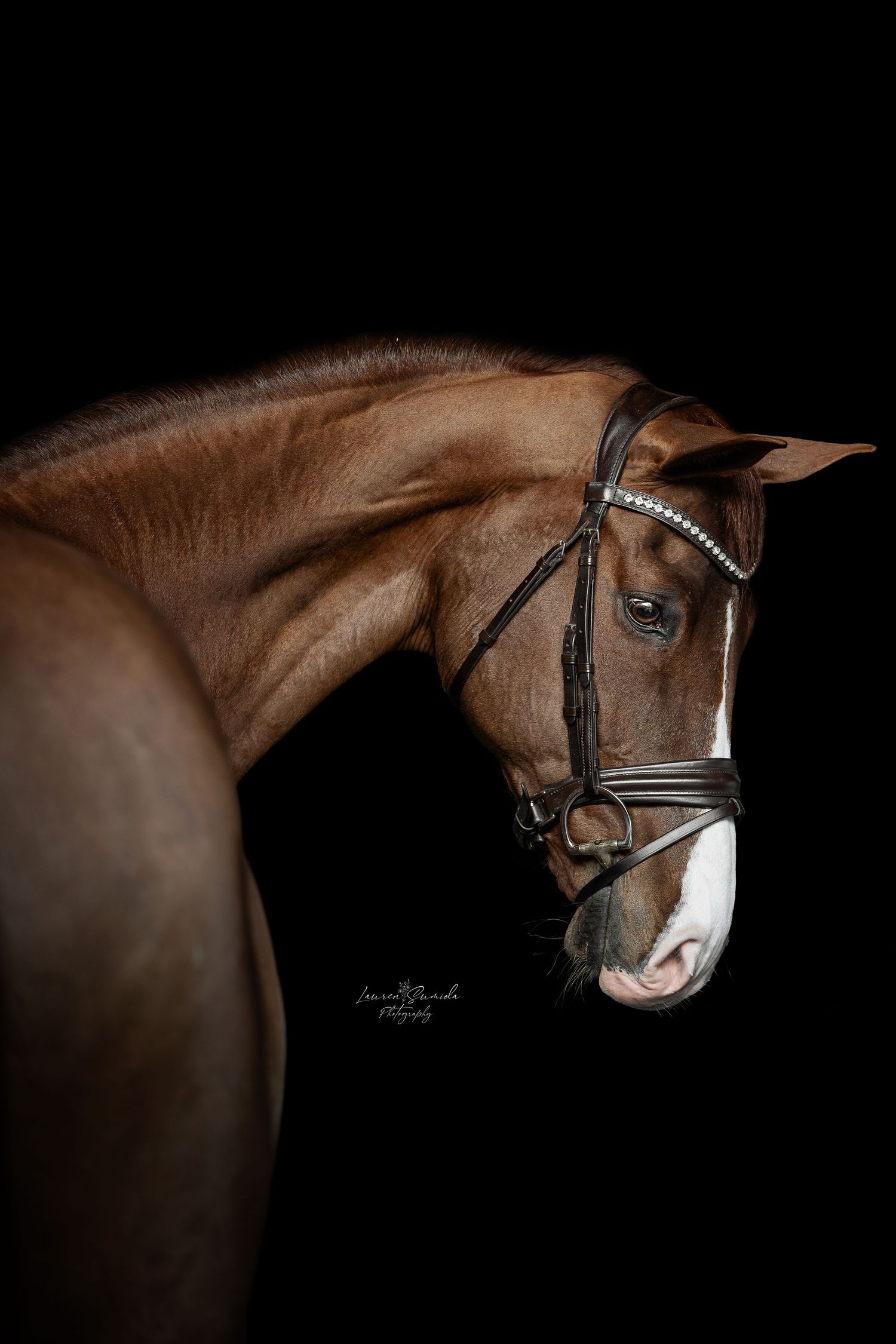 Artistic low-key portrait of a chestnut horse with bridle against black backdrop.