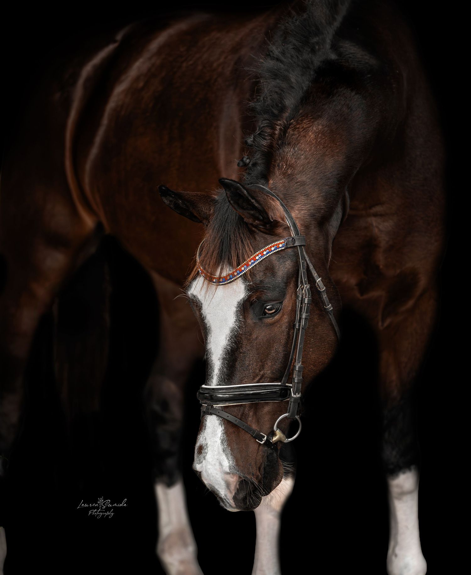 Bay horse with white marking wearing bridle in low-key lighting.