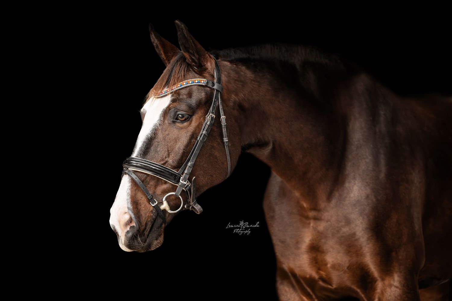 Side view of a chestnut horse with leather bridle against black backdrop.