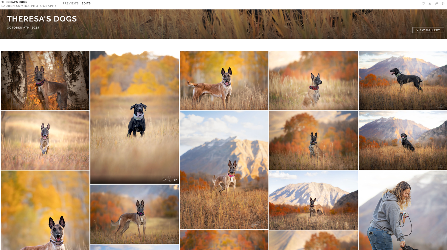 A collection of dog portraits featuring Belgian Malinois in golden fields and mountain landscapes during autumn.