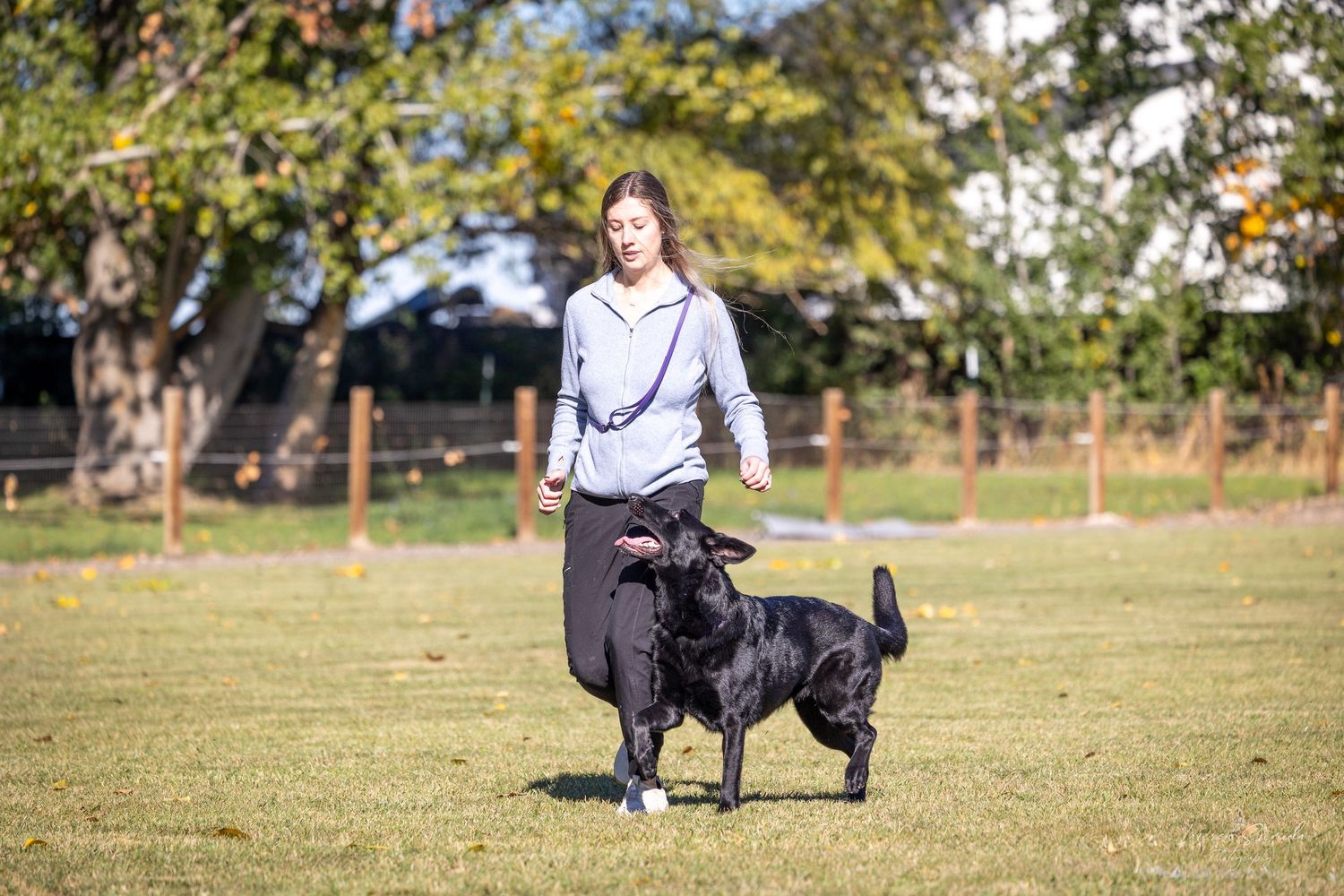 Black dog using wheelchair device runs happily on grass field.