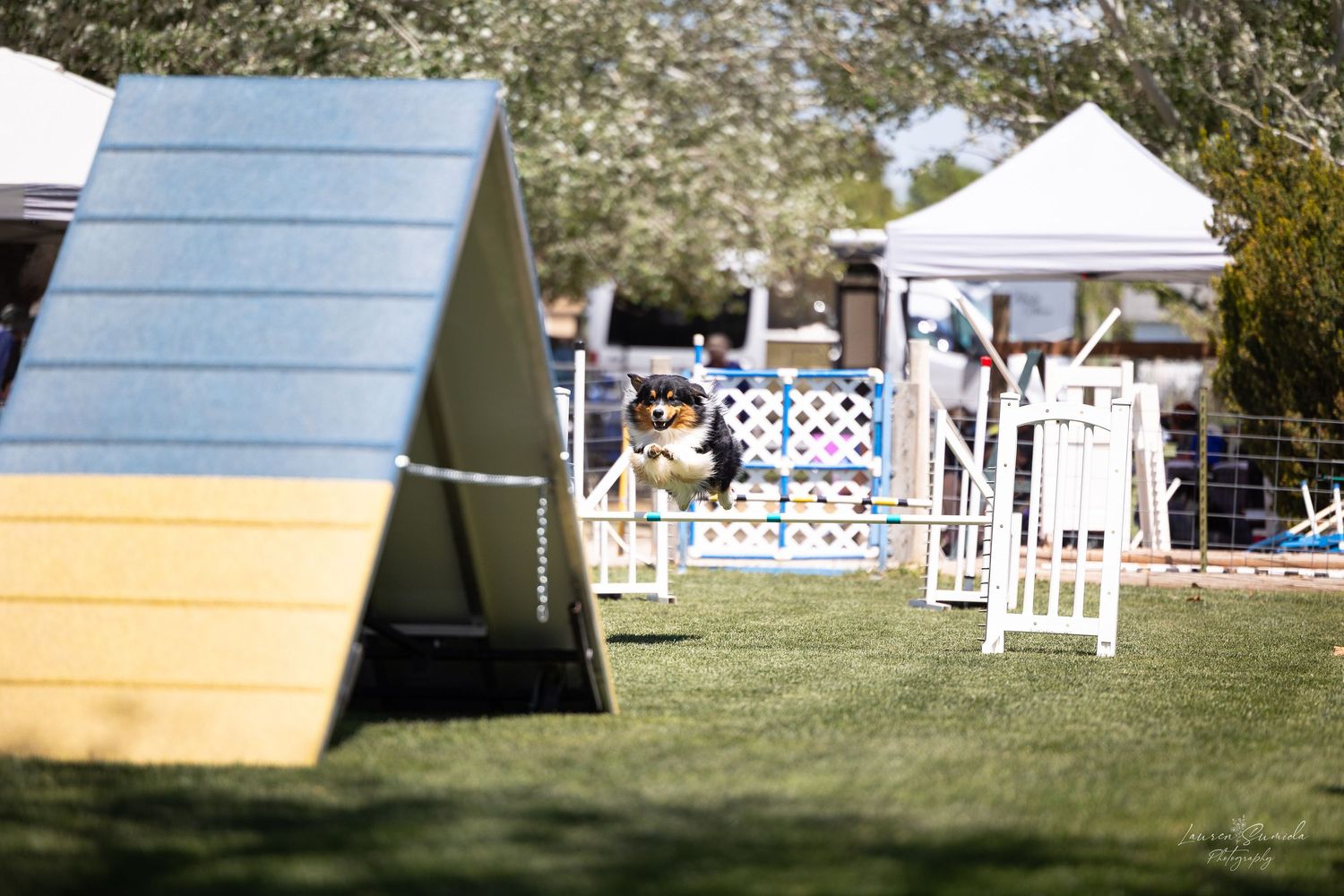 Dog agility course setup with weave poles and ramps in a sunny outdoor training area.