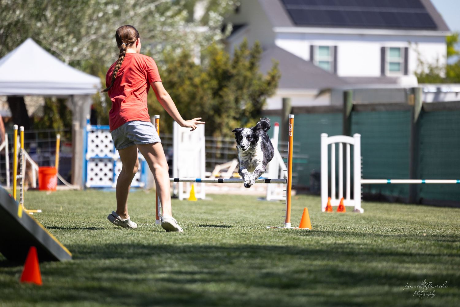 Wide view of outdoor dog agility course setup with various equipment and obstacles.