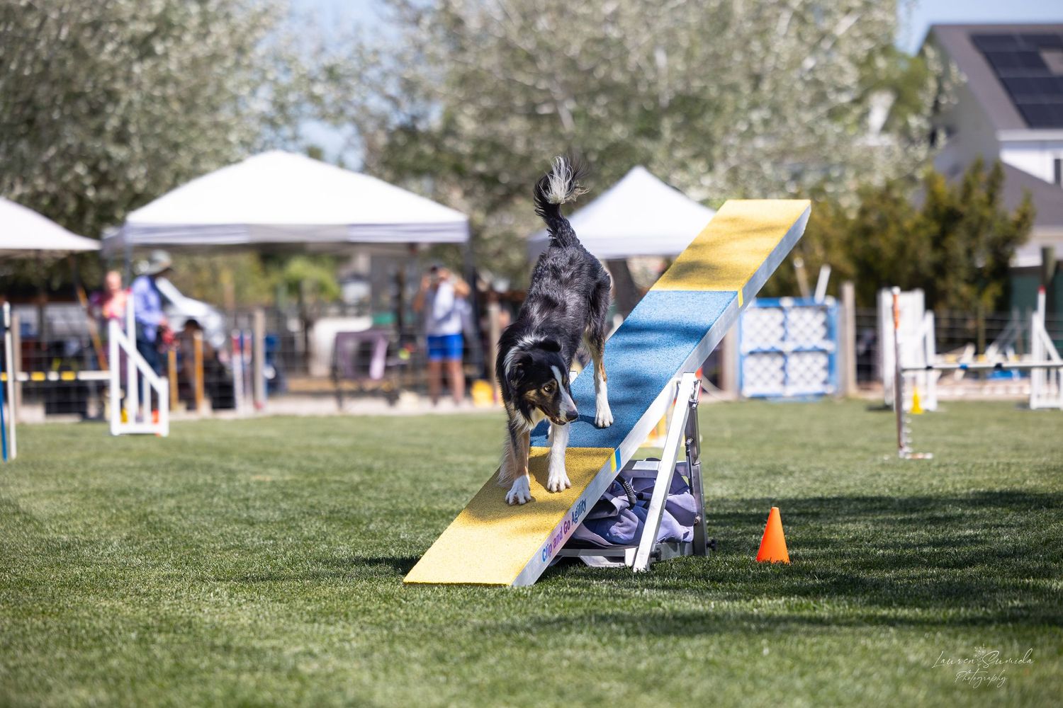 Border collie descending yellow and blue seesaw during outdoor agility event.
