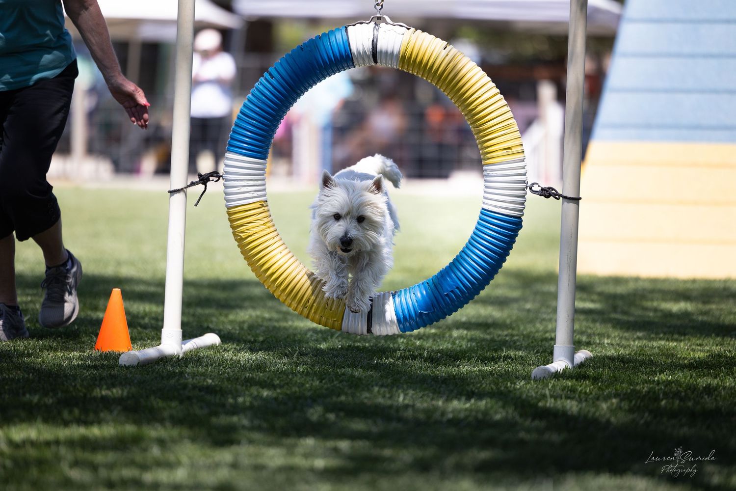 Small dog navigating through a curved agility tunnel during competition.