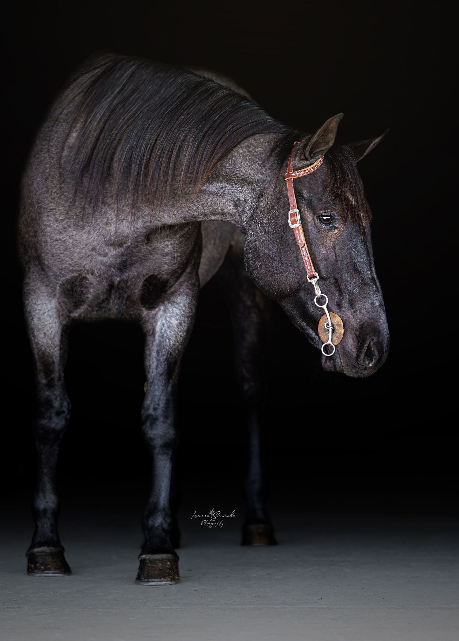 A black horse with leather bridle stands against dark background in dramatic studio lighting.
