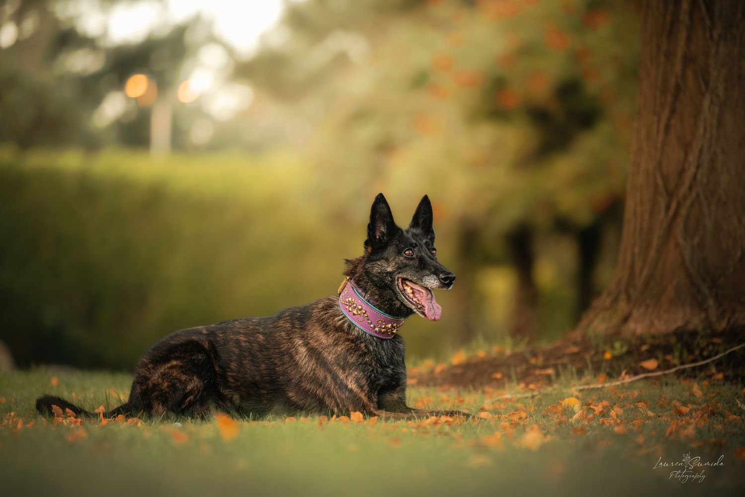 German Shepherd dog lying in autumn leaves with soft golden lighting.