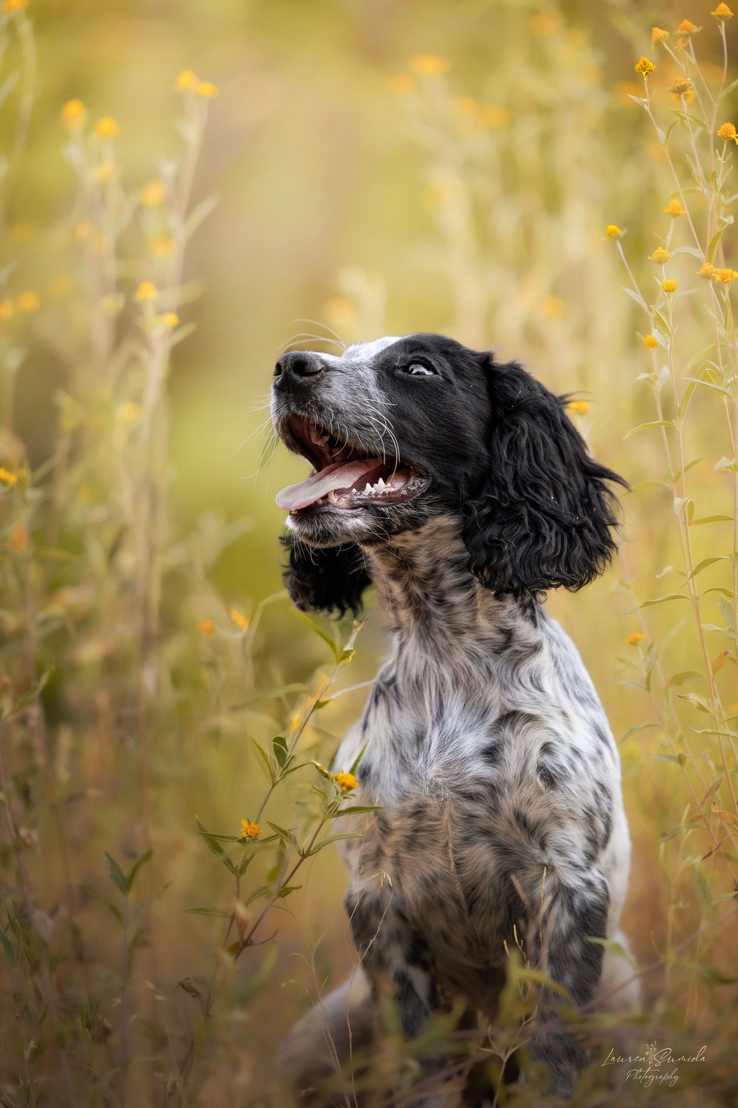 English Setter dog portrait among yellow wildflowers in natural setting.