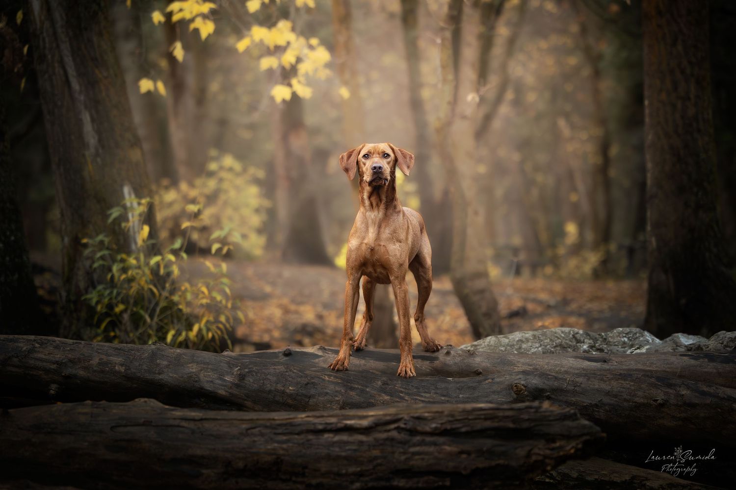 Vizsla dog standing on rocky terrain in misty autumn forest.
