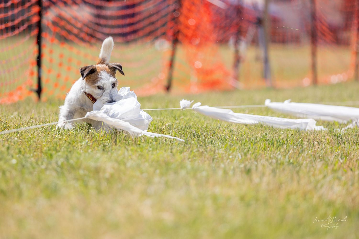 Dogs resting on grass with orange safety netting visible in the distance.