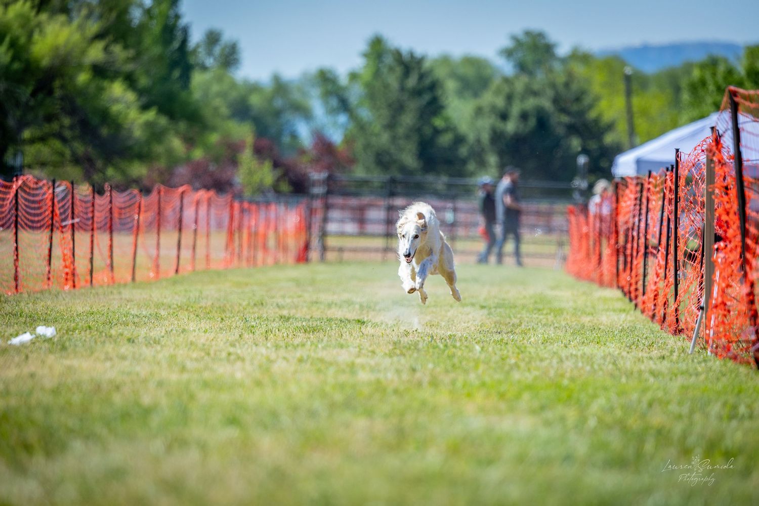 Dogs participating in a racing event on an outdoor course with orange fencing.