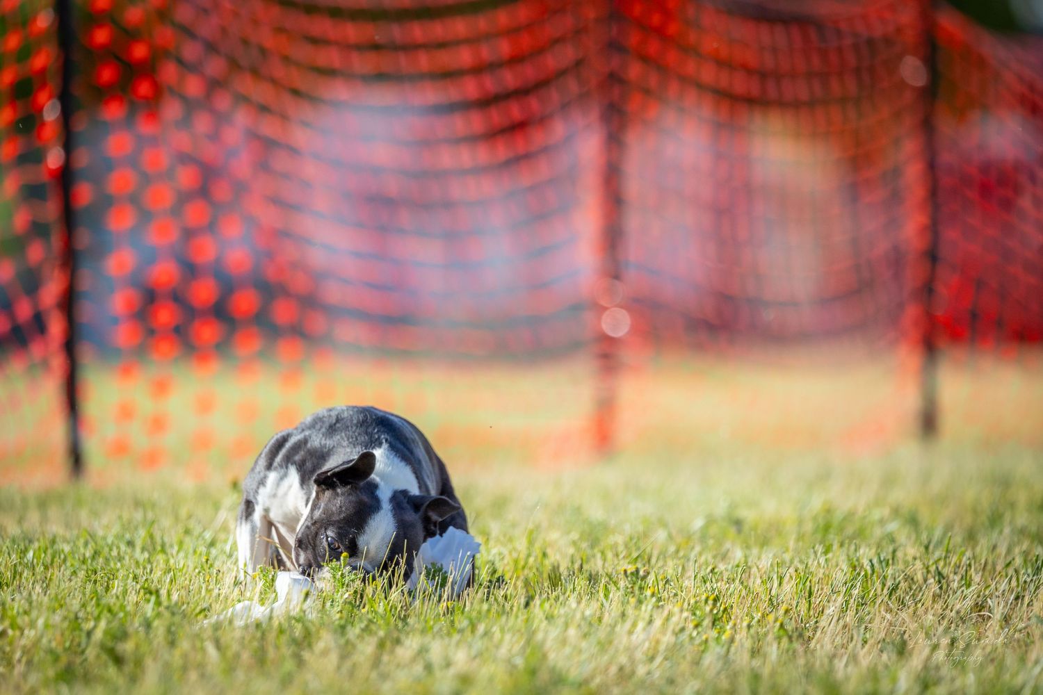 Athletic dog sprinting across green grass with red safety fencing visible in the distance.