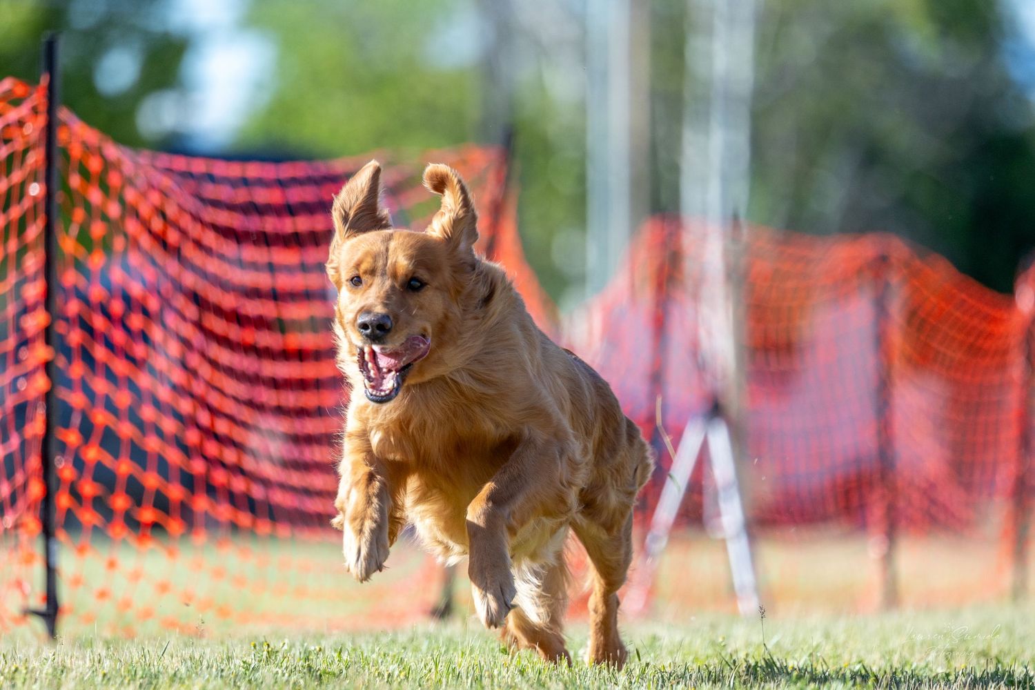 Brown dog leaping through agility course with orange safety barriers in background.