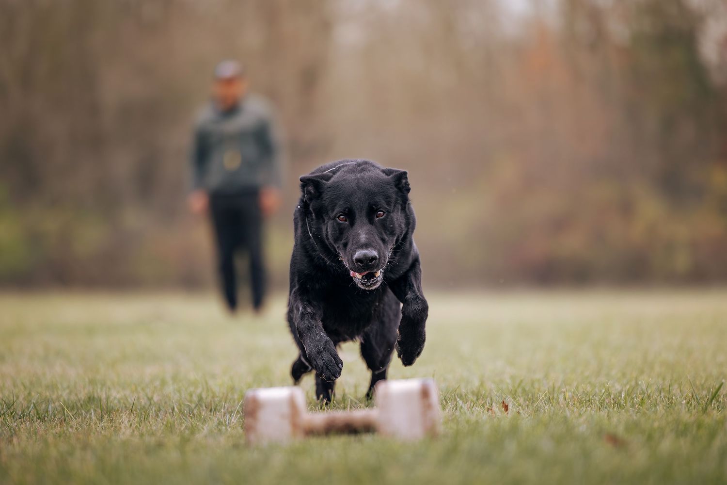 A black Labrador retriever sprints across a grassy field during agility training.