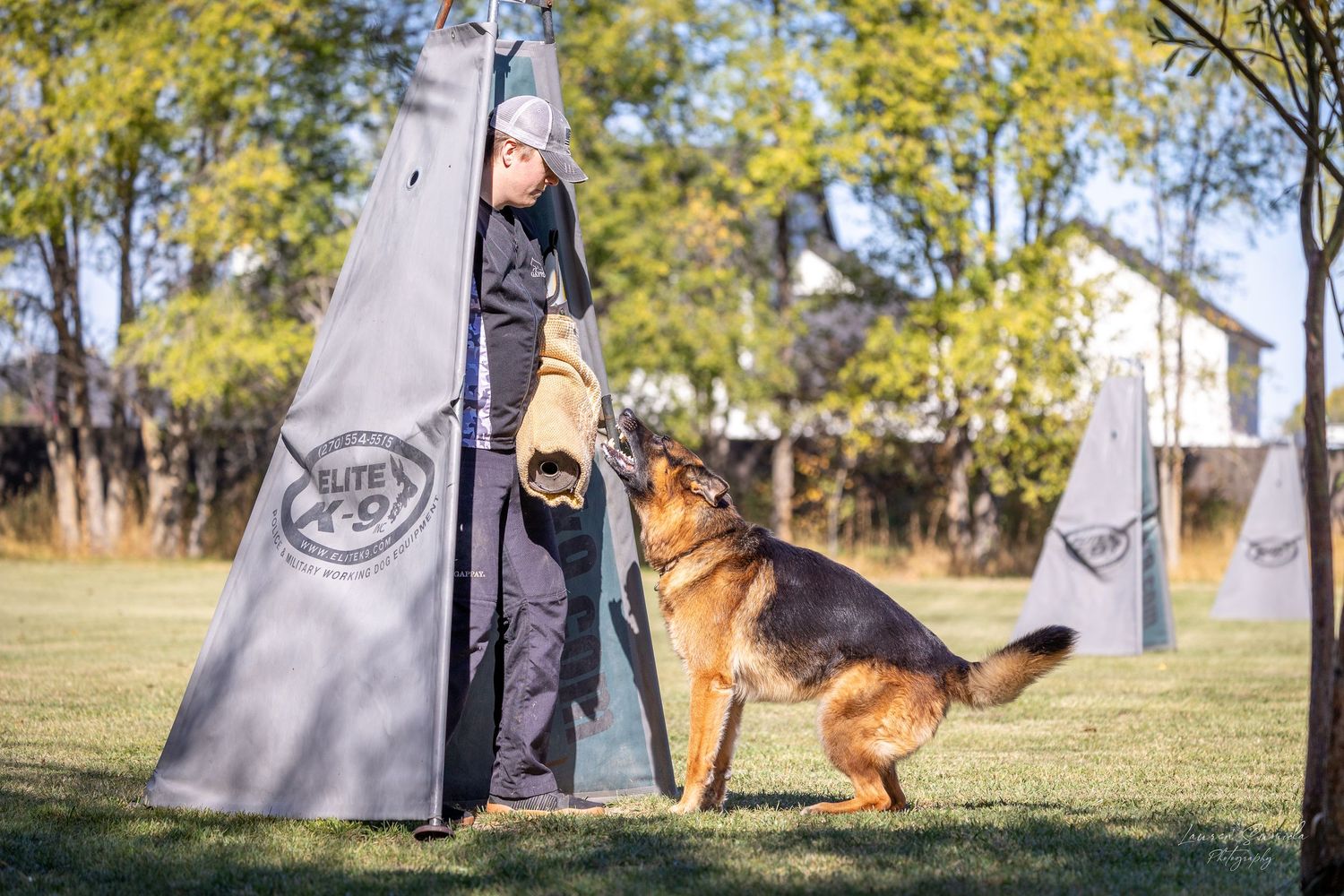 German Shepherd practicing agility training exercises in a sunny outdoor field.