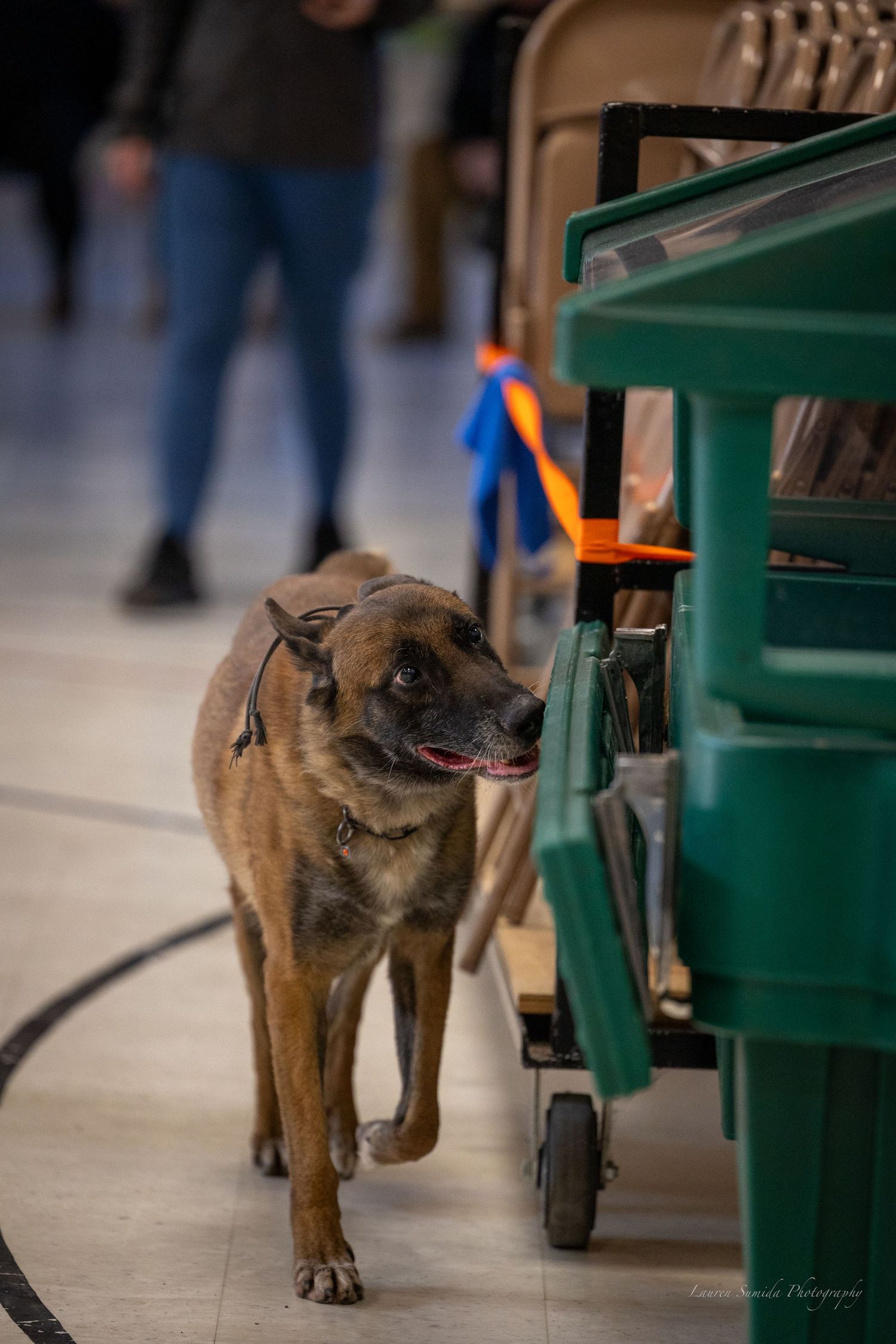 Belgian Malinois performs scent detection work around industrial equipment.