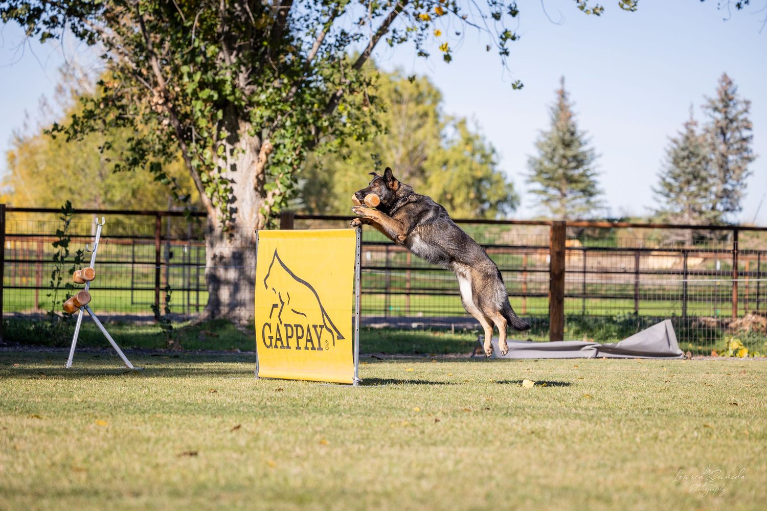 Outdoor dog training area with agility equipment and yellow safety barriers.