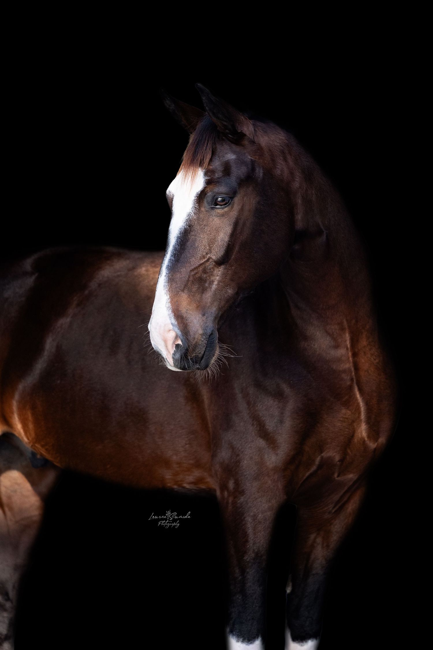 Artistic series of dark bay horse portraits showing different angles against black background.
