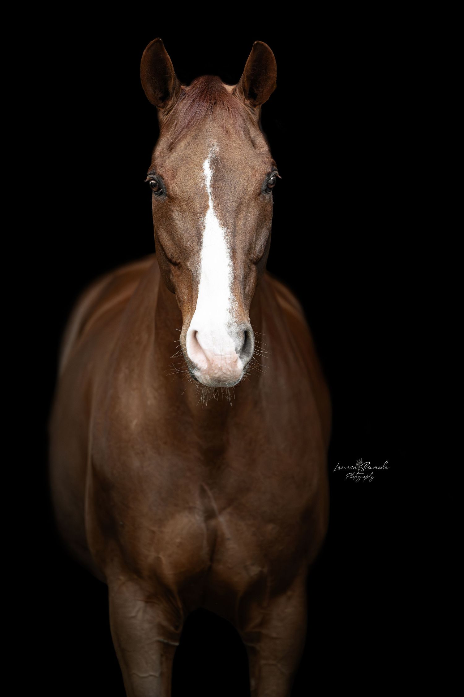 Front view of brown horse with white blaze standing against black background.
