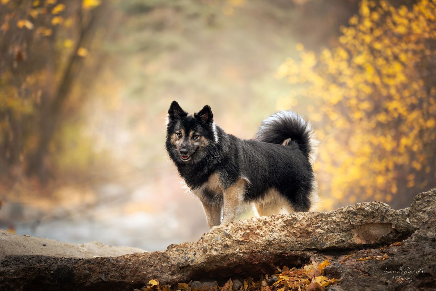 Majestic black Finnish Lapphund dog stands on a log against golden autumn foliage.