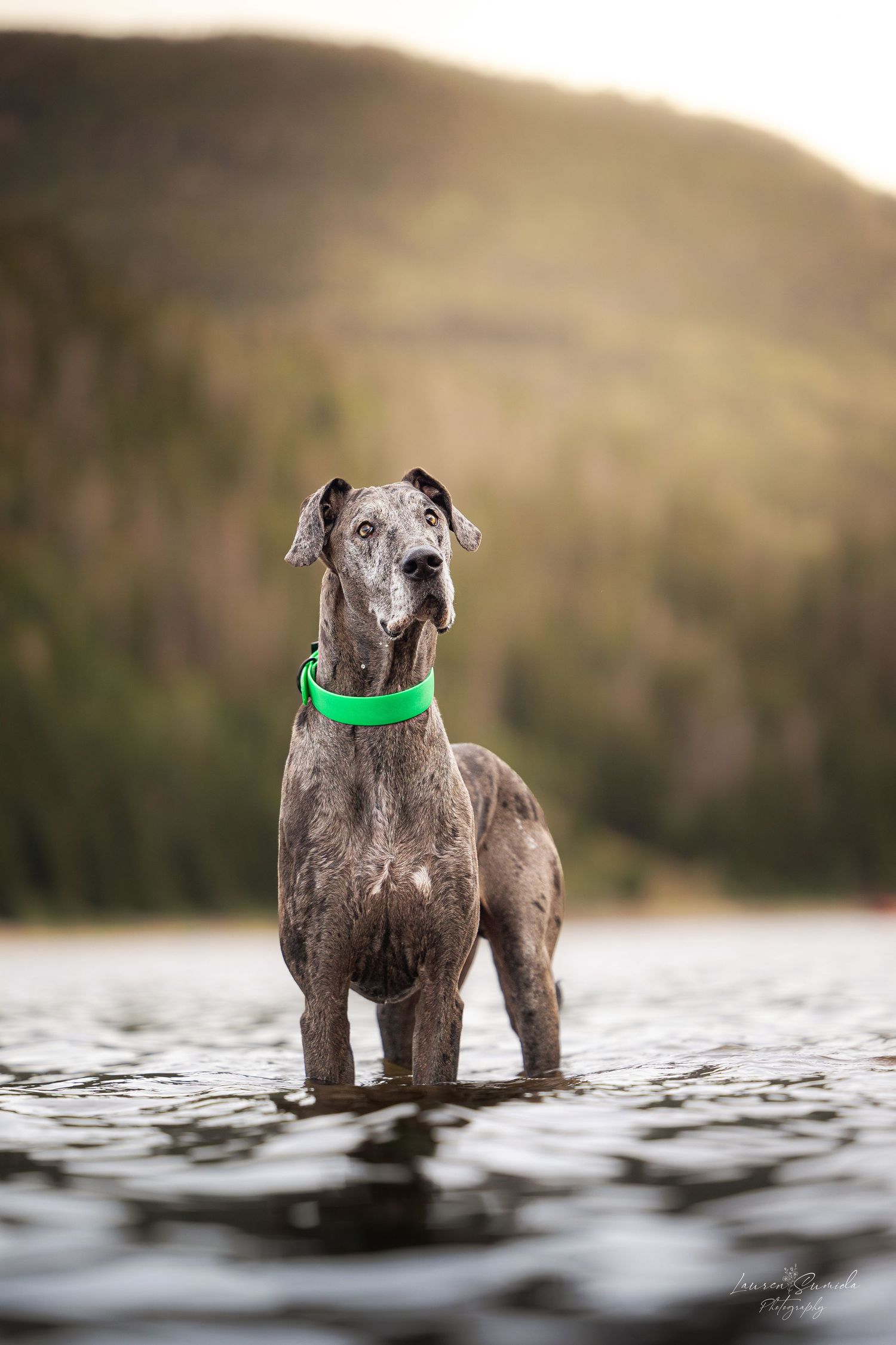 Grey dog wearing a bright green collar standing in shallow water with mountains in background.