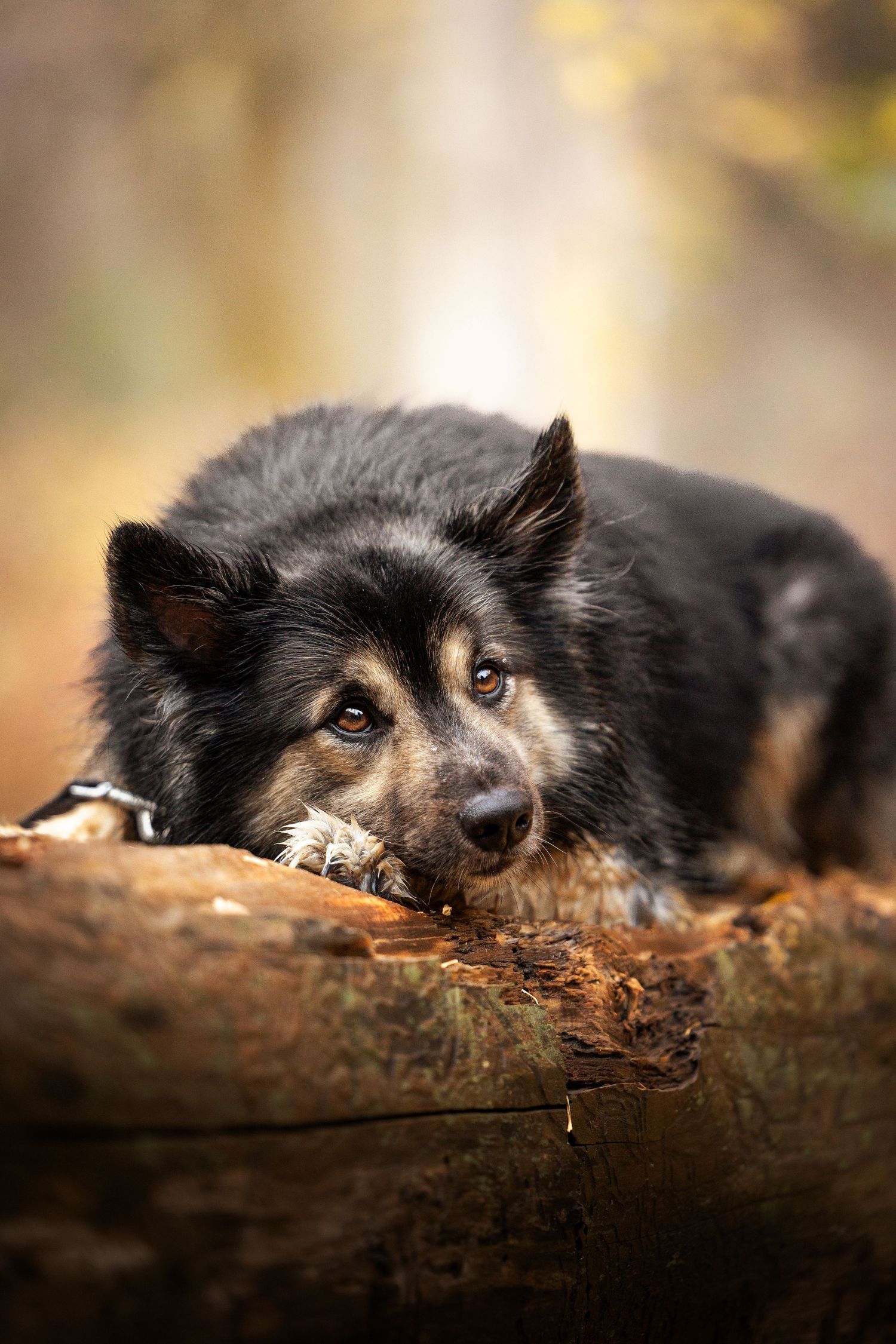 A black dog with expressive eyes lies on a wooden surface in warm lighting.
