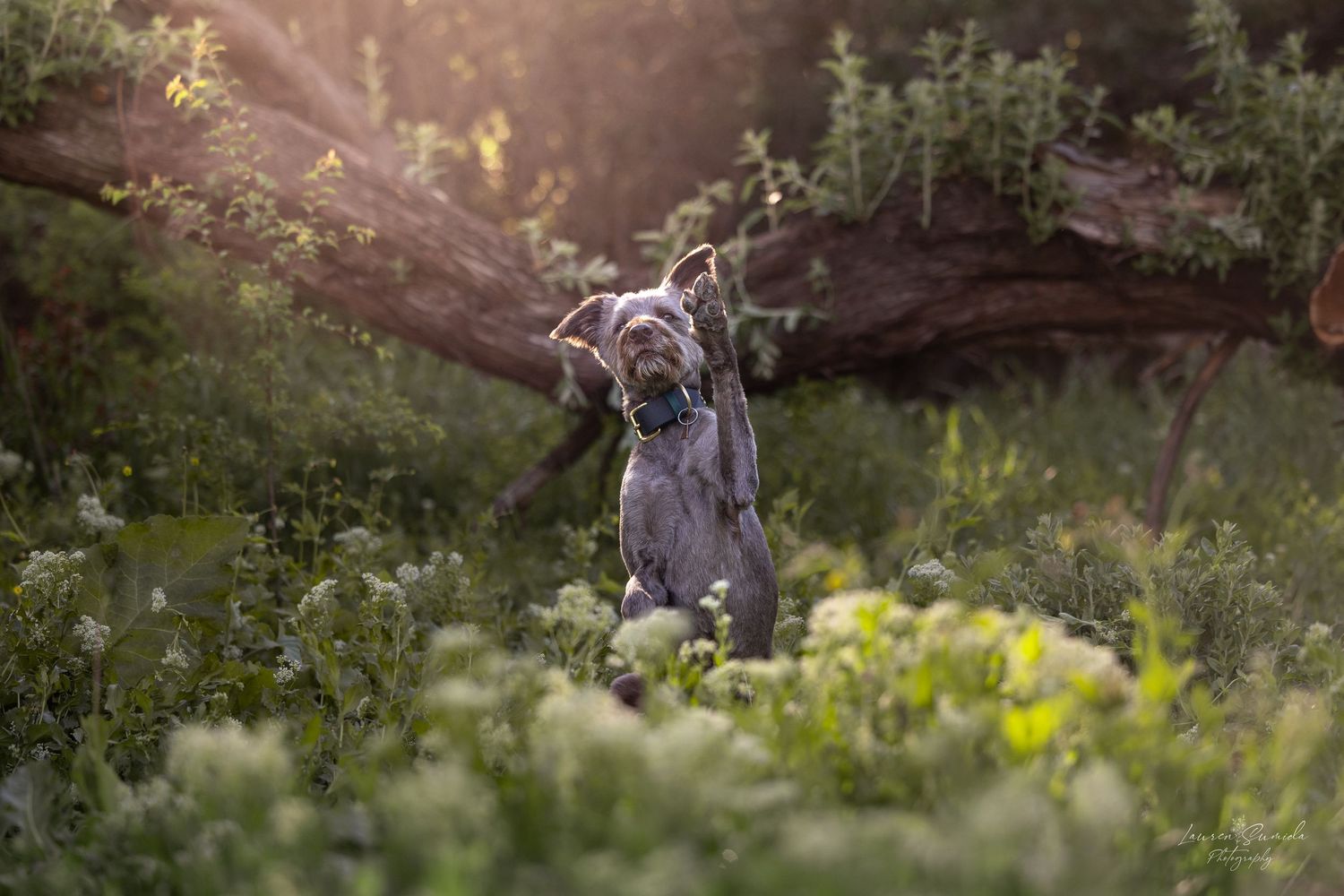 Doberman explores natural terrain during a summer evening.