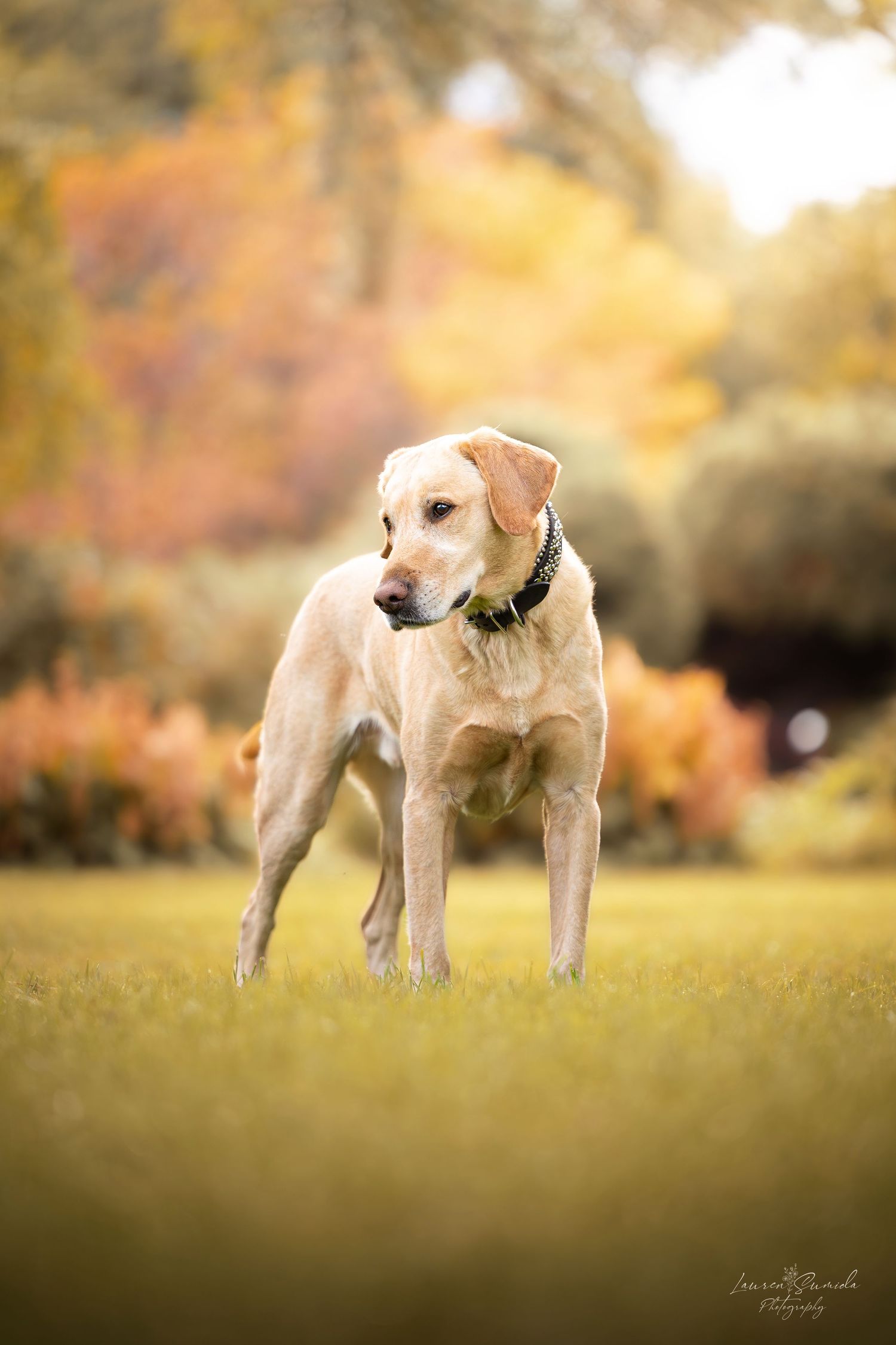 Two yellow Labrador dogs playing together in a sunlit autumn field with golden bokeh background.