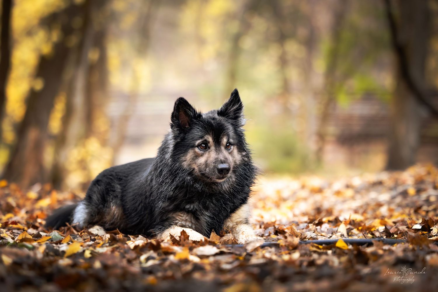 Black dog lying in pile of colorful autumn leaves.