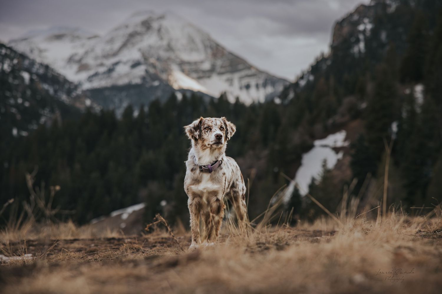 Yellow Labrador dog posing in snowy mountain landscape with evergreen trees.