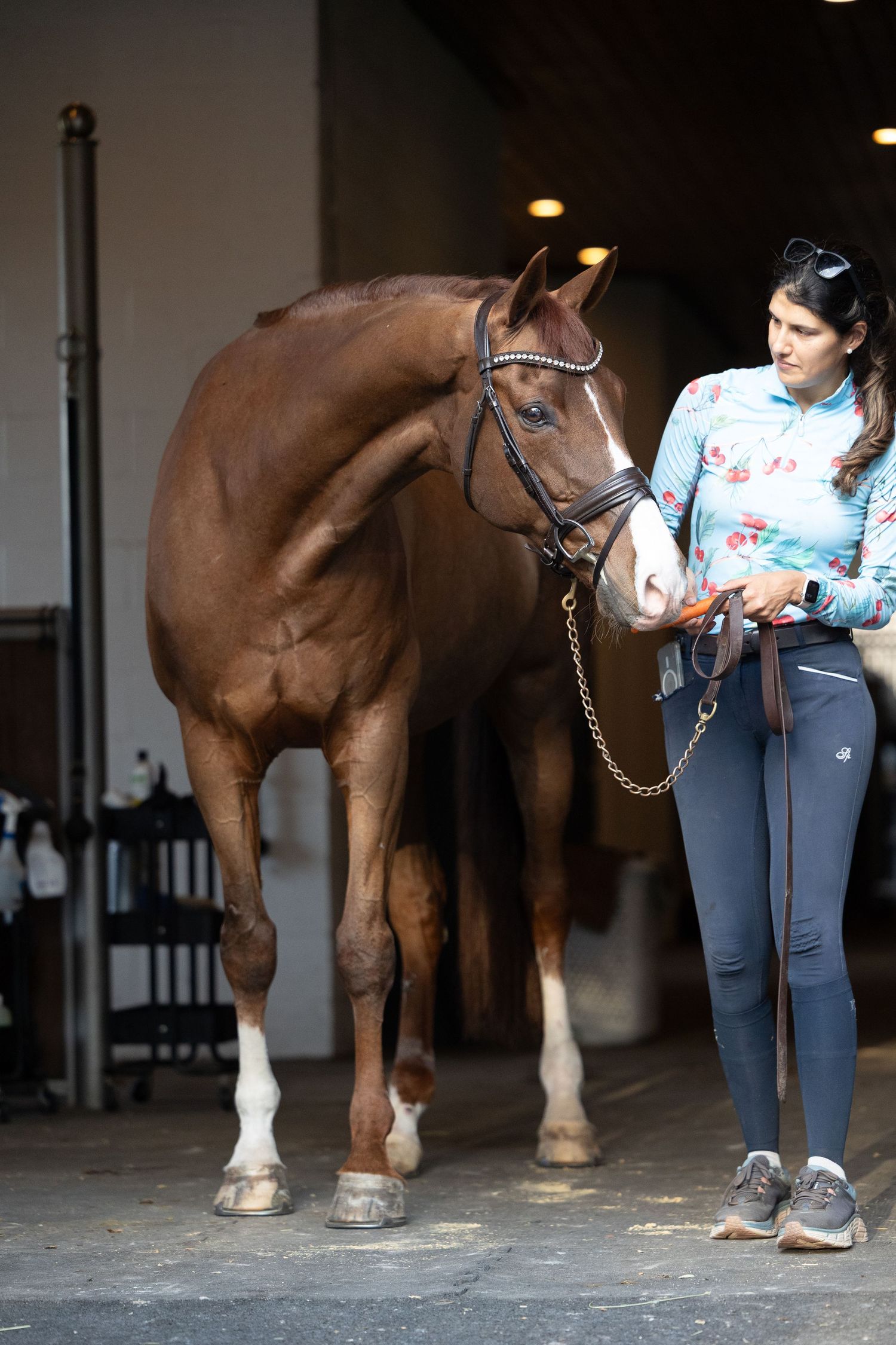 Athletic bay horse with white socks standing in stable aisle during photoshoot.