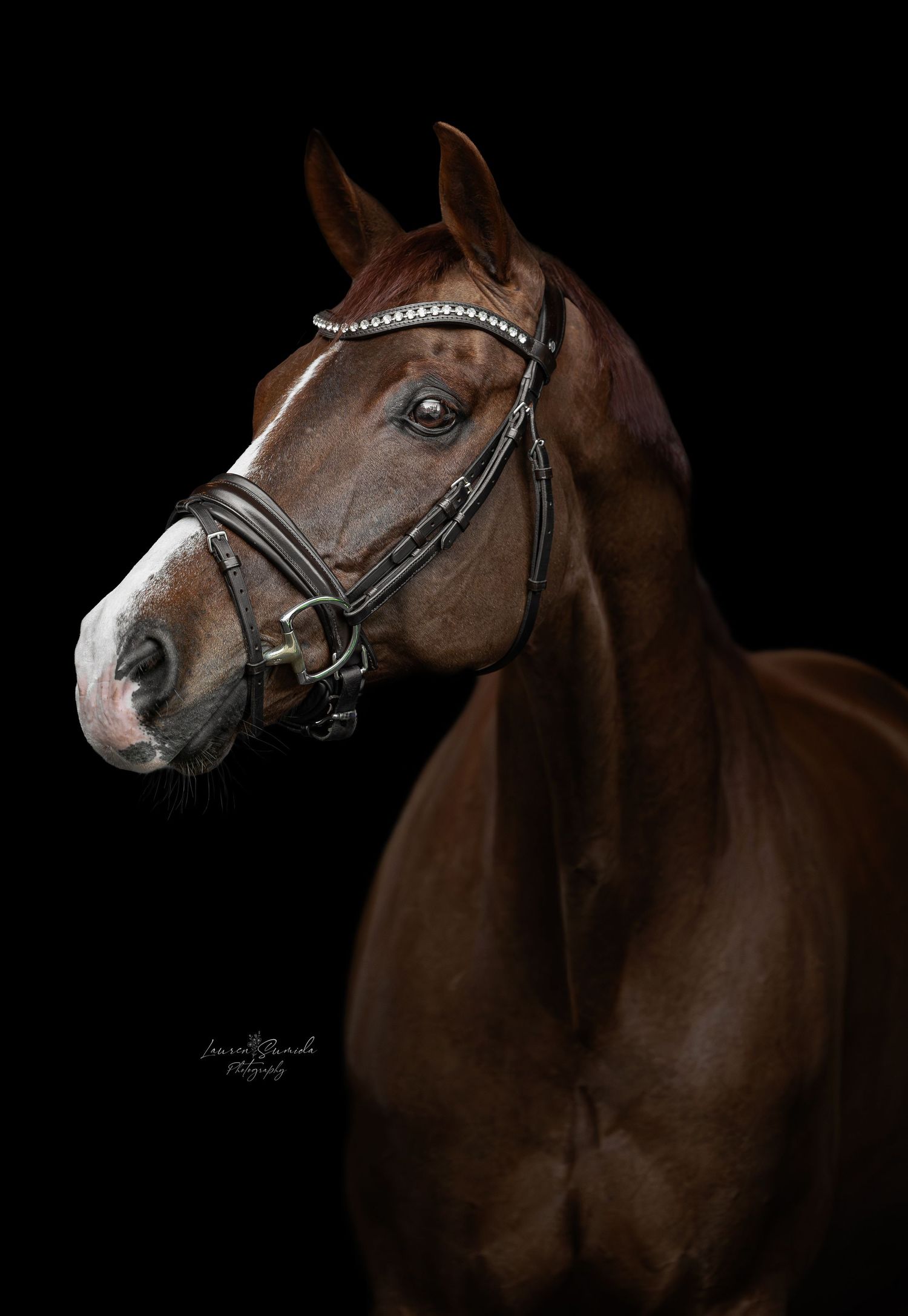 Side profile of an elegant brown horse with bridle and white marking on black background.