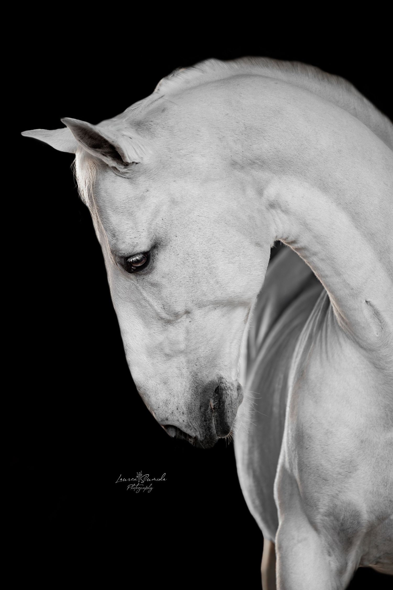 Artistic portrait of white horse with graceful neck against black backdrop.