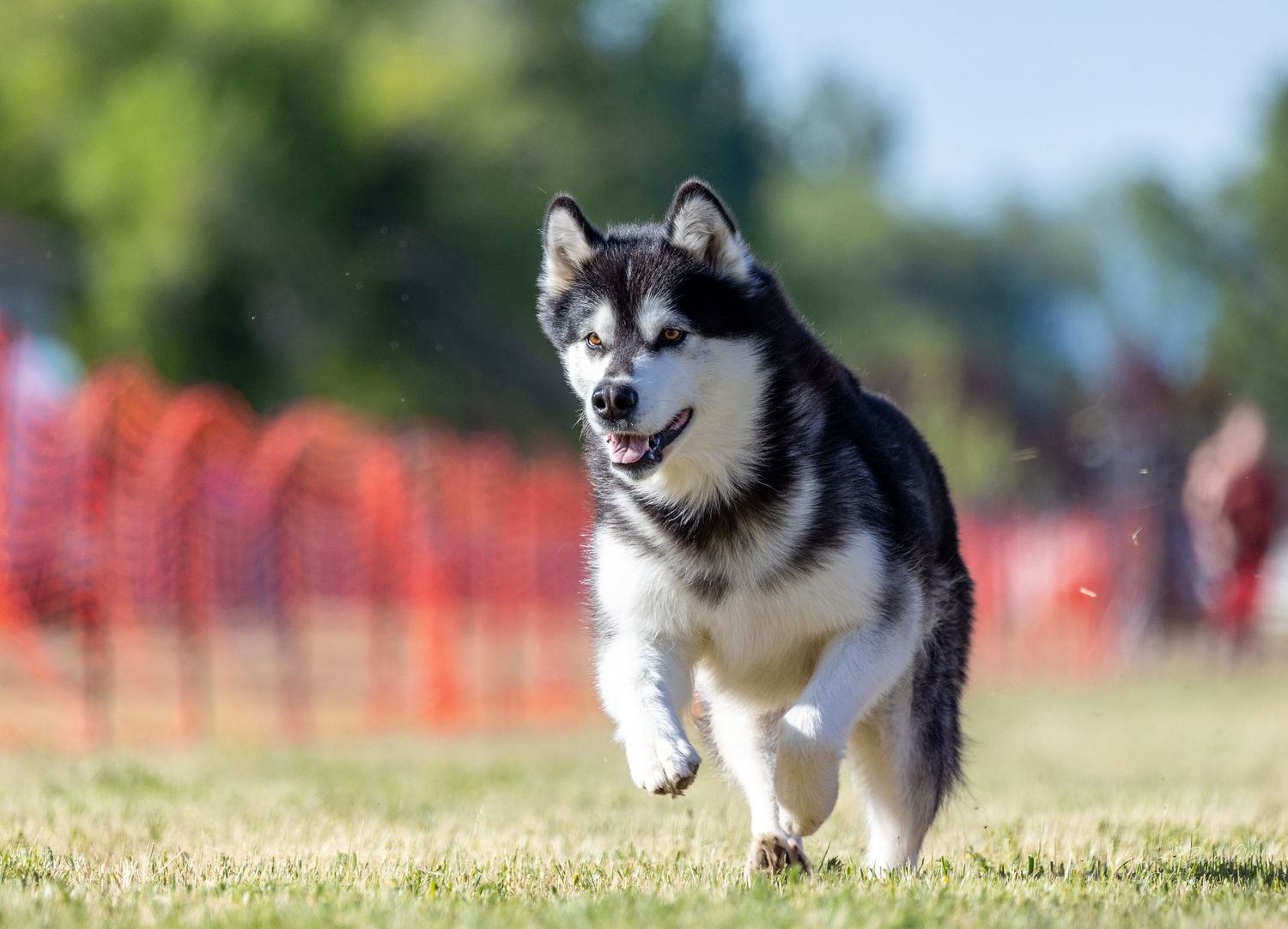 Black and white dog racing through agility course with orange safety netting visible.