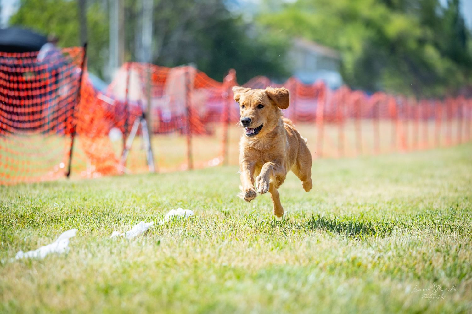 Multiple dogs racing across a green field with orange safety barriers.