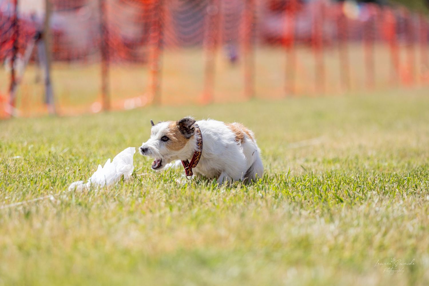 Small dogs rest in the grass near orange safety fencing on a sunny afternoon.
