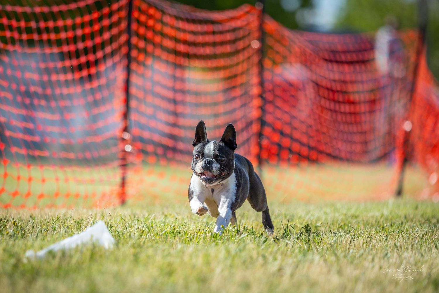 Boston terrier running alongside orange safety netting during an outdoor competition.