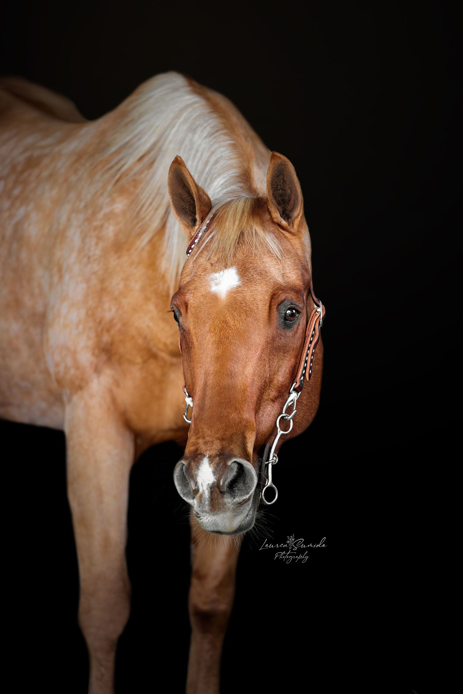 Close-up portrait of palomino horse with bridle against dark background showing facial features.