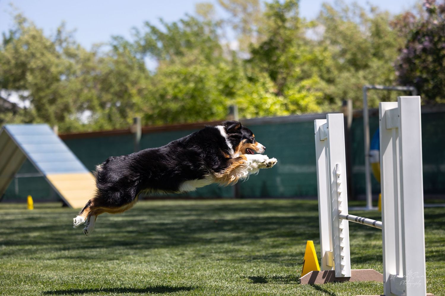 Dog mid-leap over white agility jump during outdoor training session.