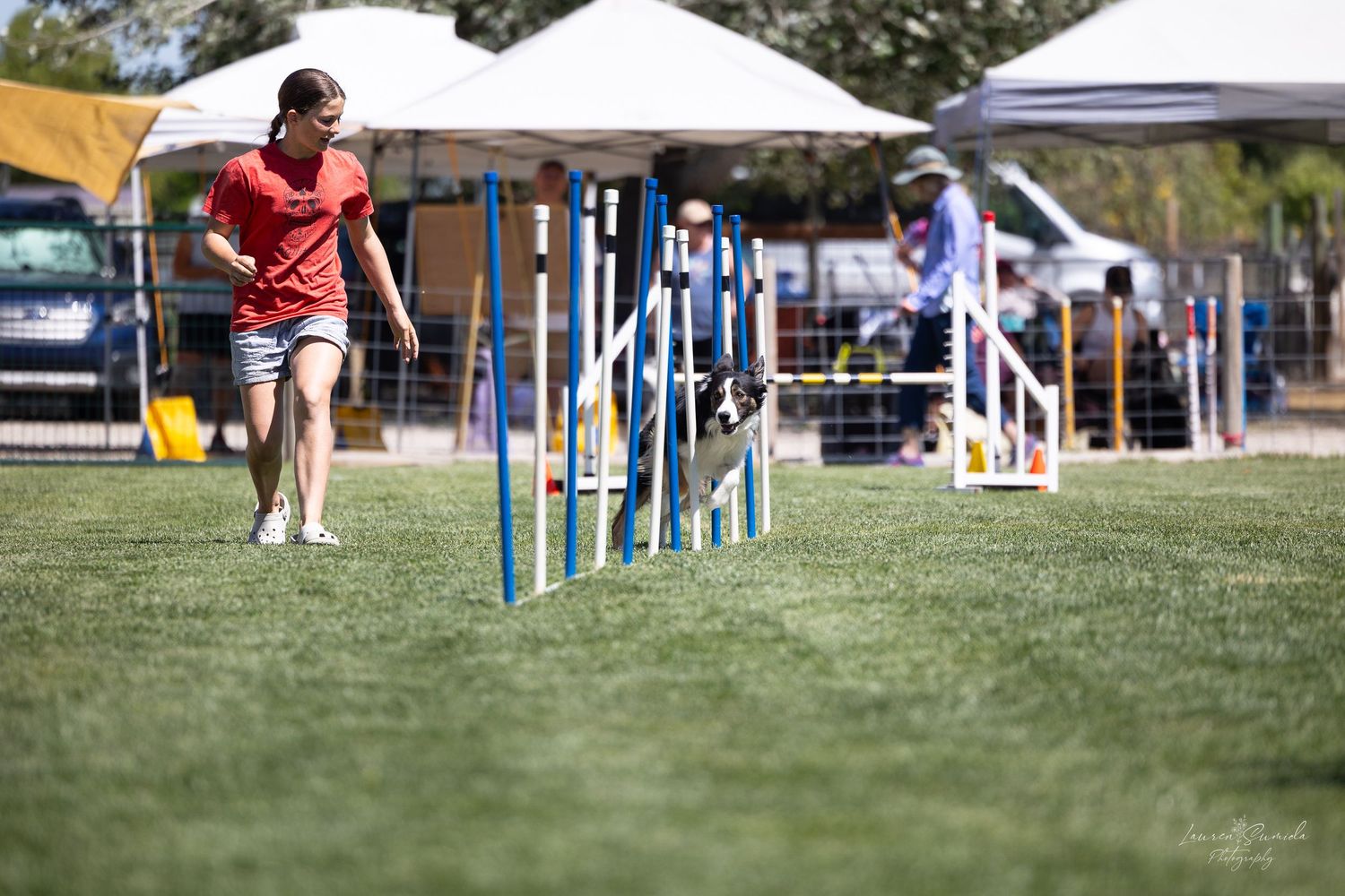 Dog weaving through blue agility poles on grass course with tents in background.