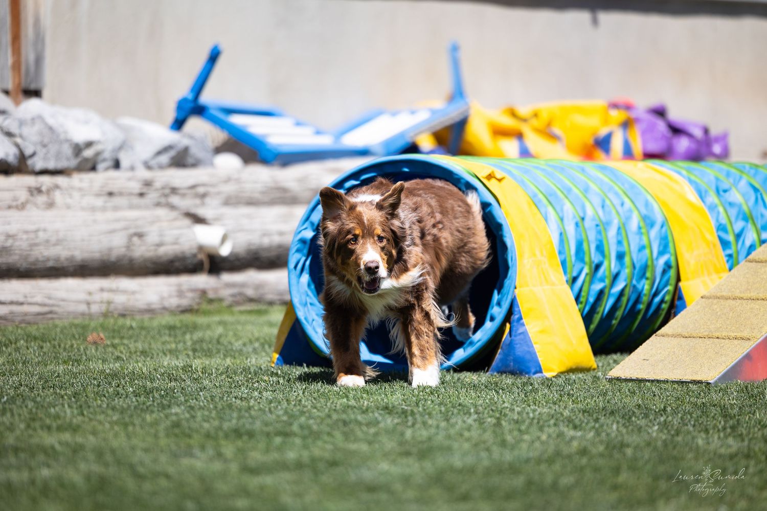 Dog going through tunnel obstacle in agility course with yellow and blue equipment.