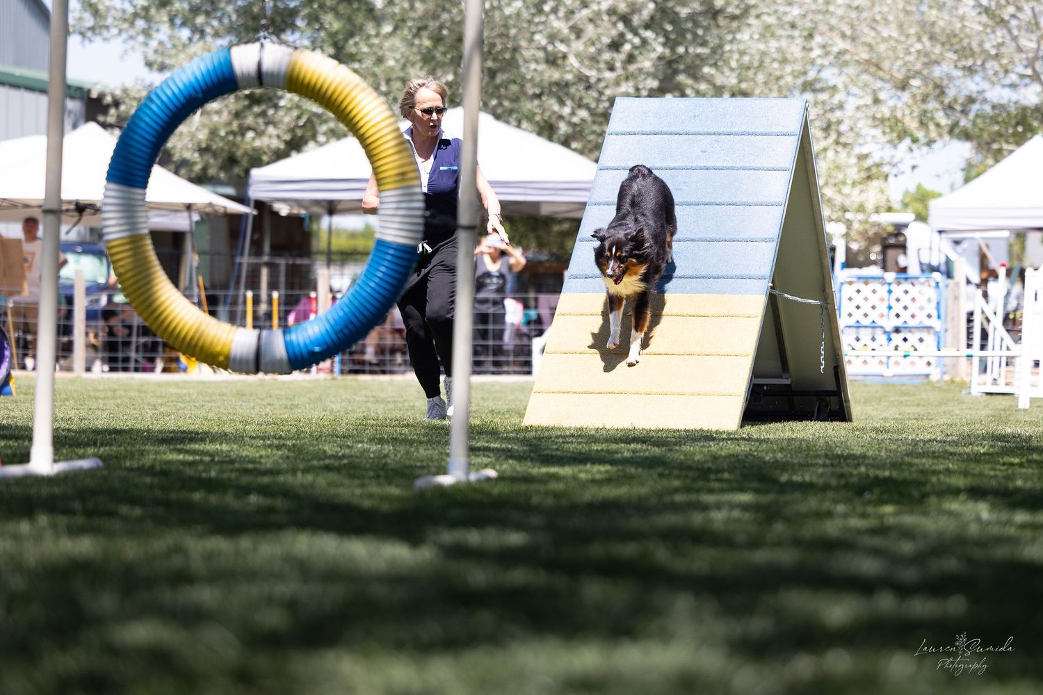 Dogs compete on an outdoor agility course with colorful hoops and obstacles on a sunny day.
