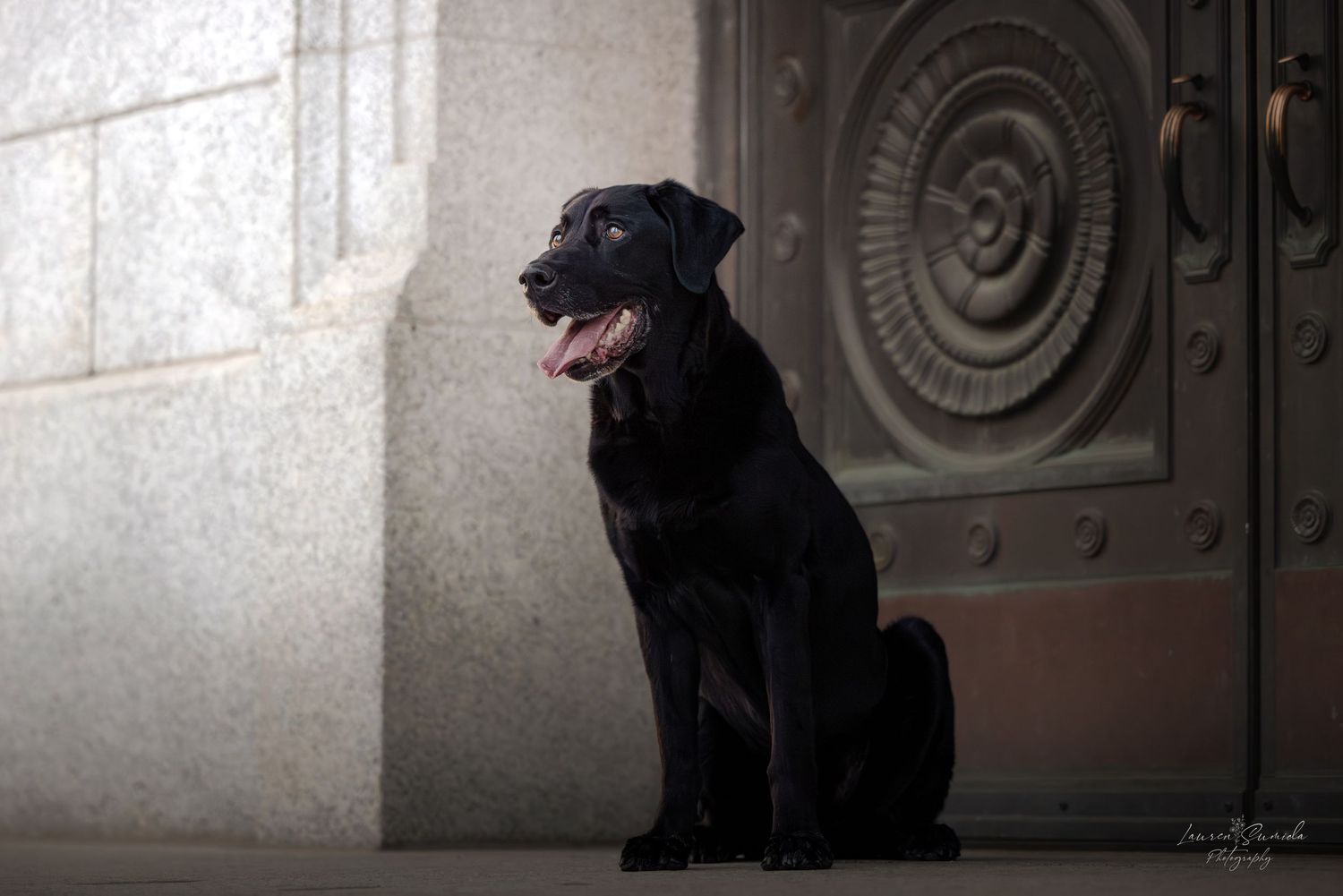 Black dog sitting in shadows between architectural columns.