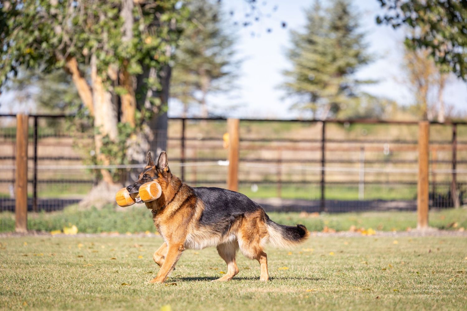 German Shepherds practicing advanced training exercises in an outdoor facility.