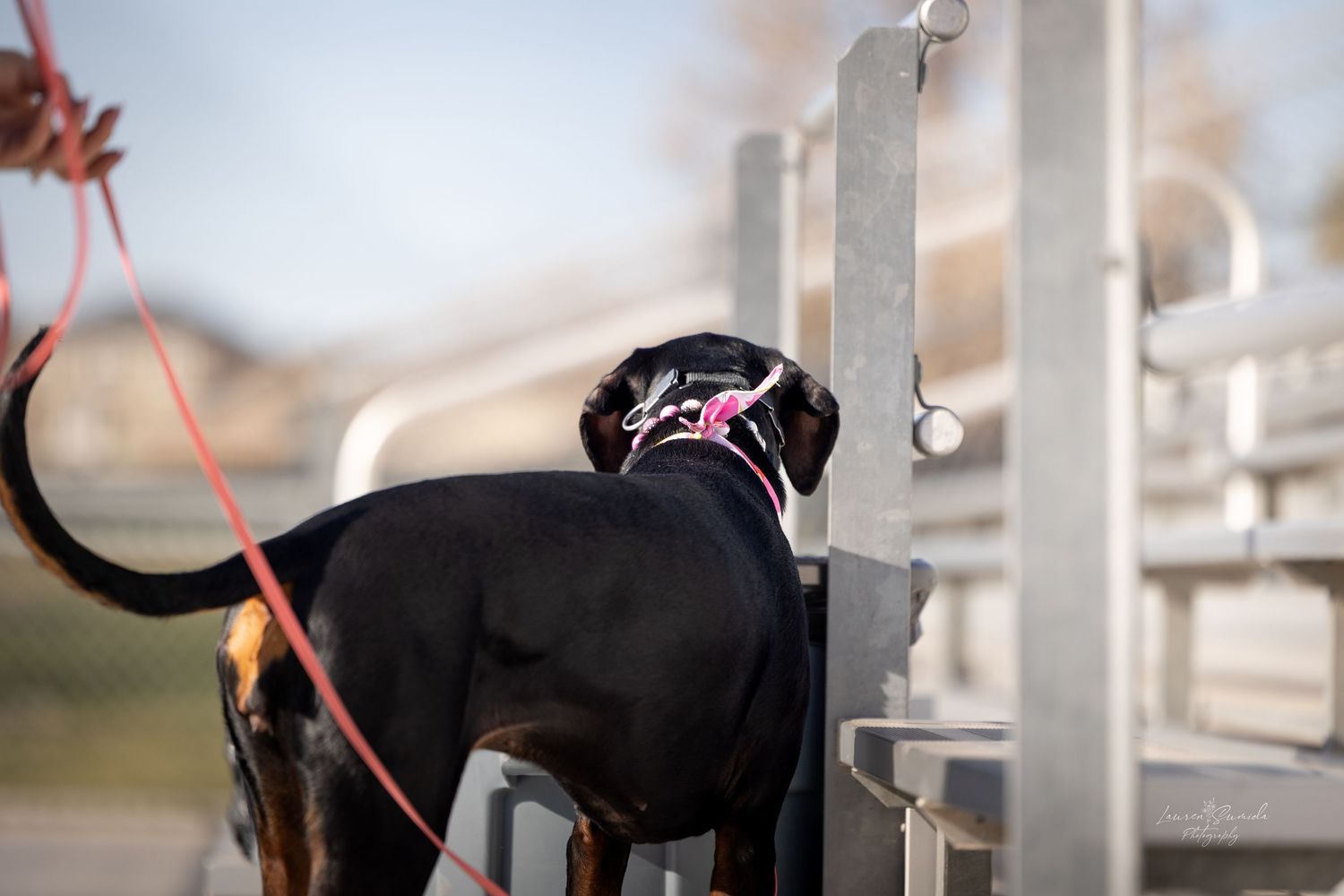 Black dog walking along metal railing on elevated walkway.