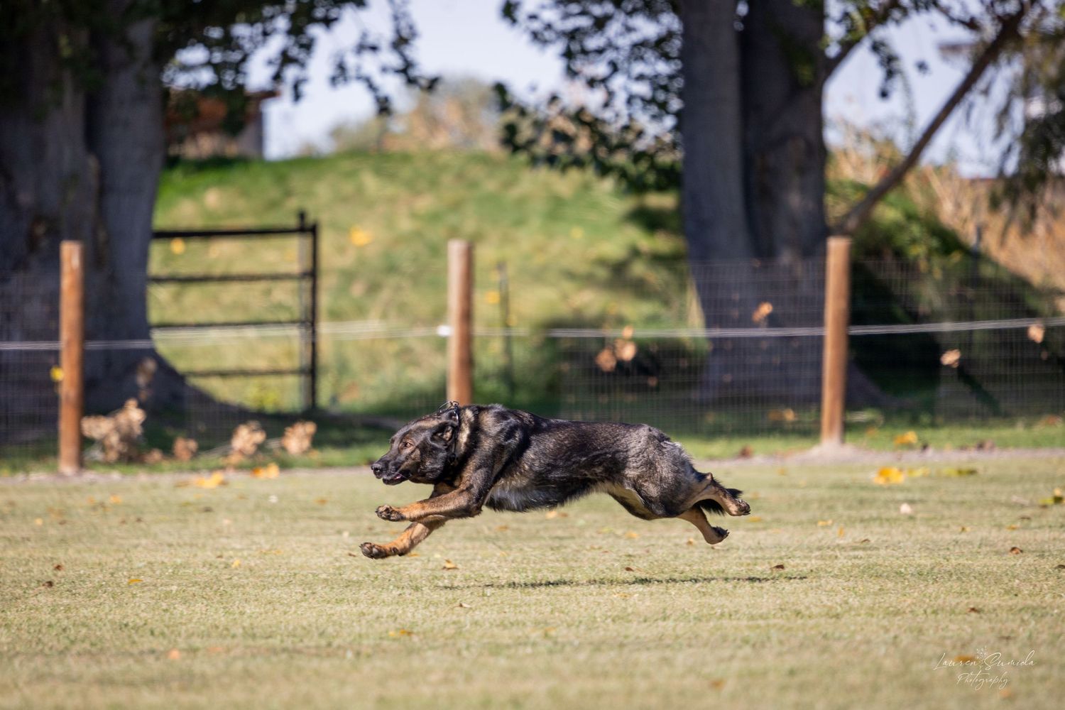 German Shepherd dog running and jumping during an outdoor training exercise on a grassy field.
