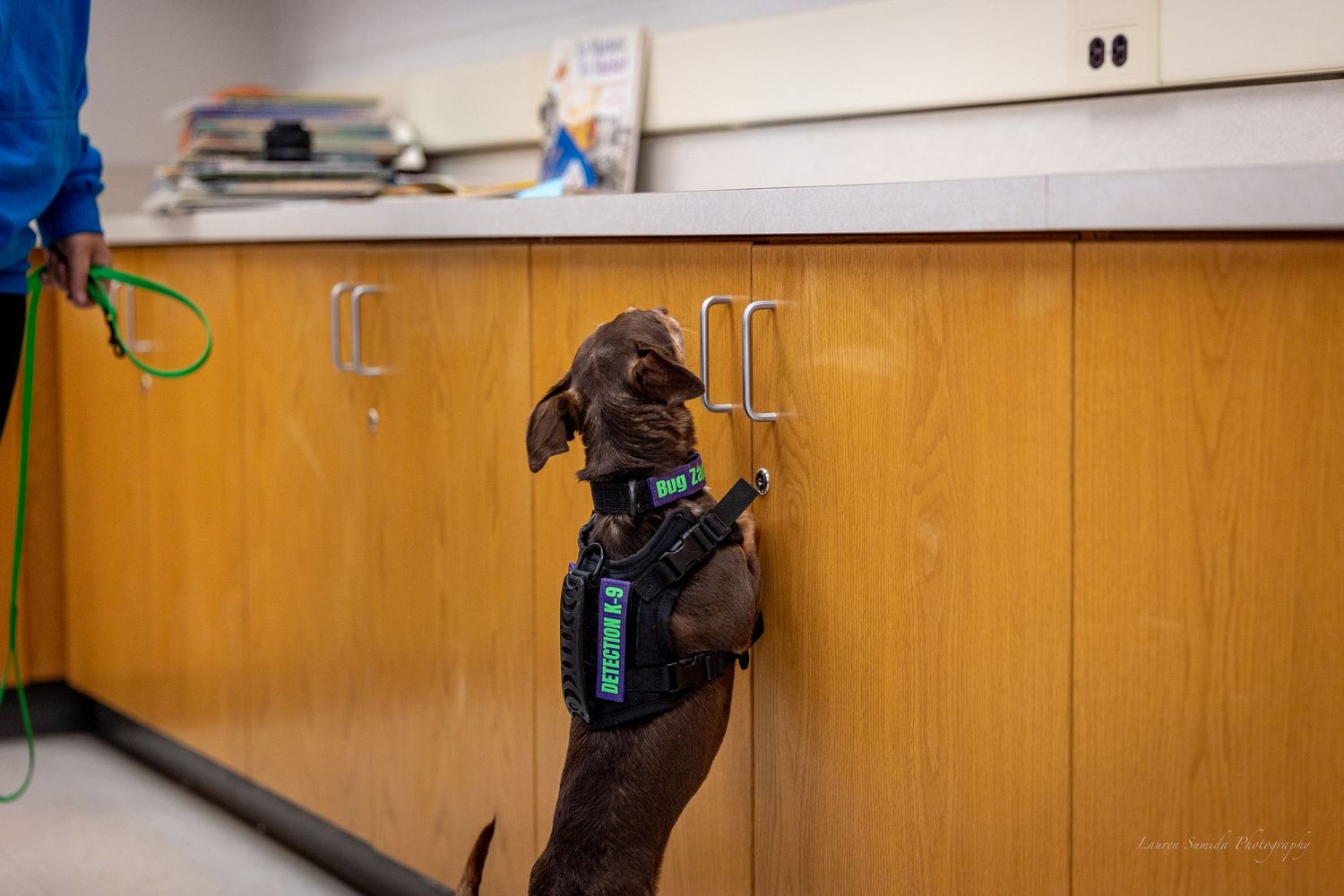 Dogs practicing agility training exercises on indoor equipment.